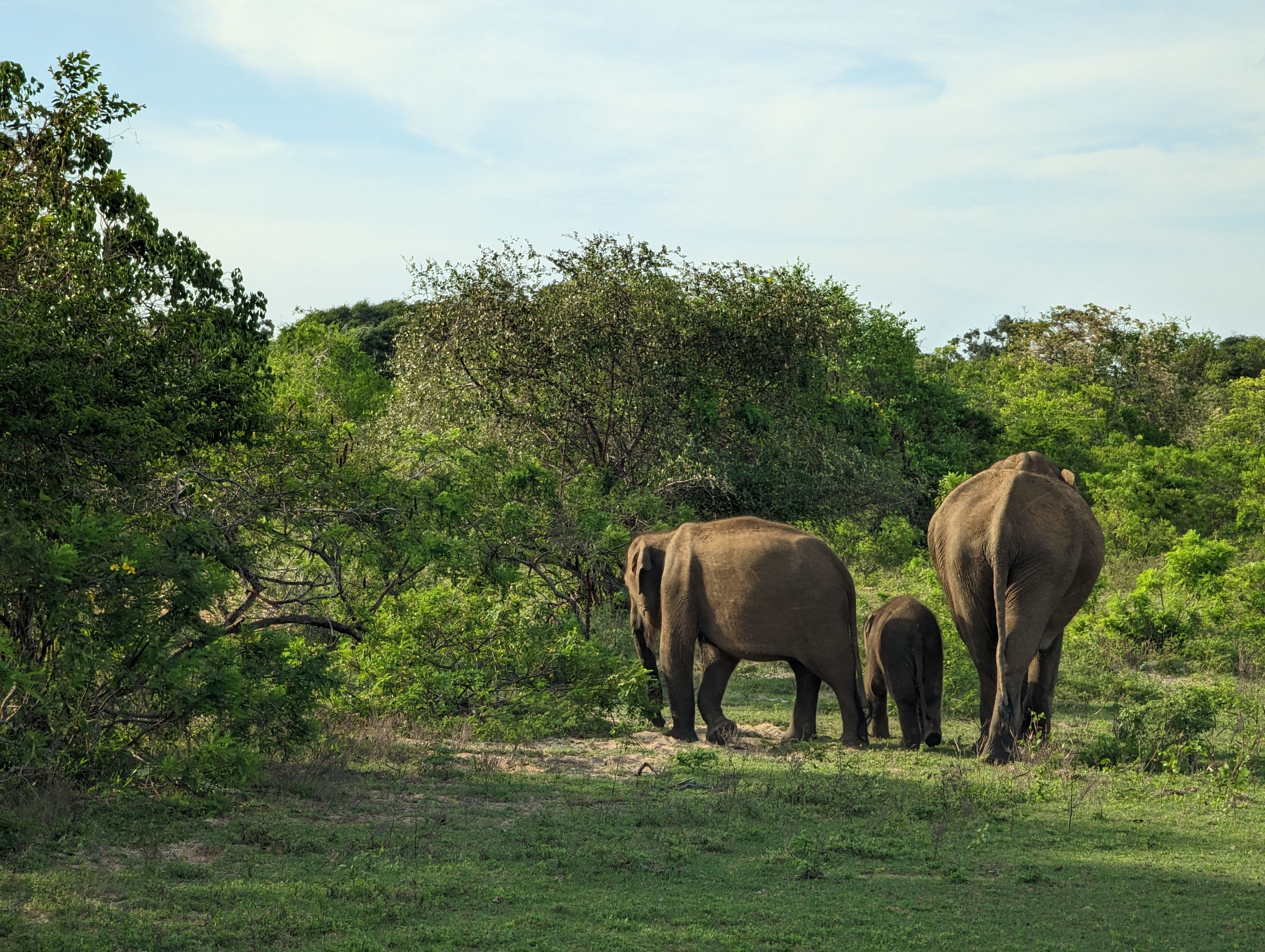 Southern Beach & Wildlife - Sri Lanka tour